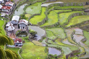 Rýžové terasy Ifugao, severní Luzon, Filipíny