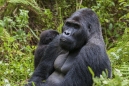 Gorila východní (Gorilla beringei graueri)