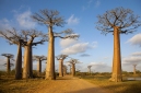 Alej baobabů (Baobab Alley)