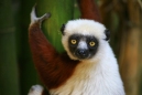 Lemur Sifaka Coquerelův