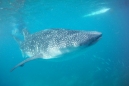 Filipíny - žralok velrybí