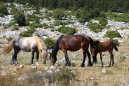 Koně v pohoří Biokovo